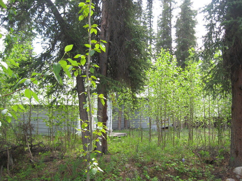 The Perch Resort Denali Park المظهر الخارجي الصورة